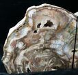 Madagascar Petrified Wood Bookends - Tall, Wide #12660-2